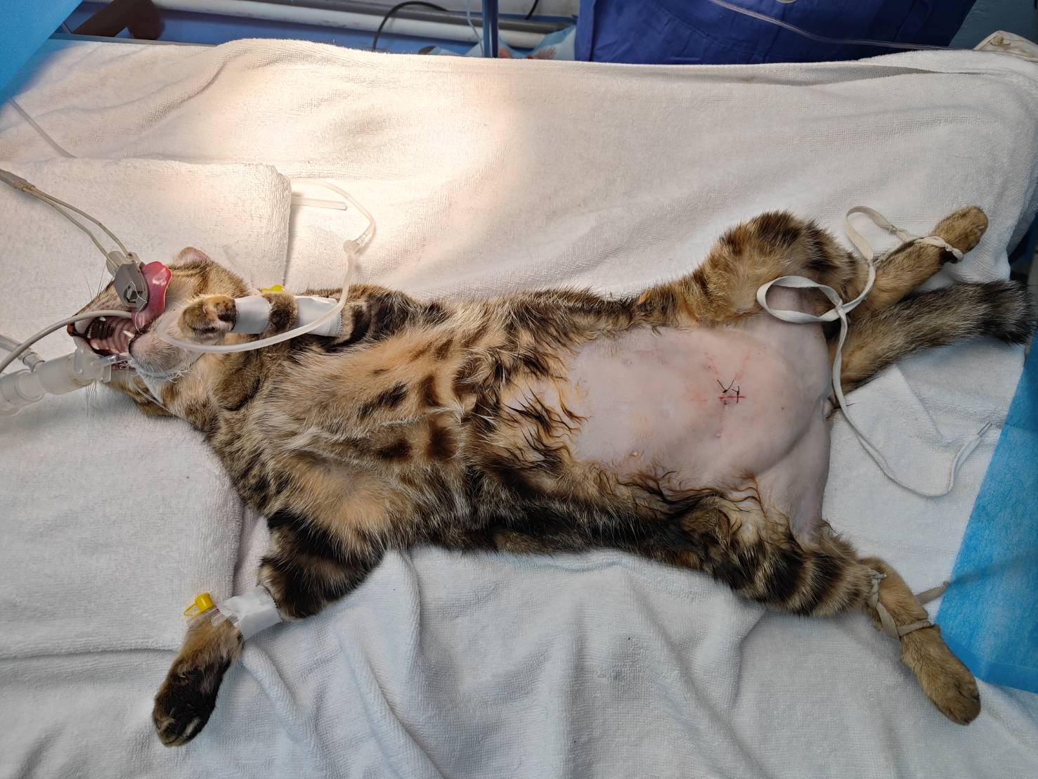 2024/01/29 馬來西亞EmpireVet動物醫院-貓咪內視鏡結石手術的第2張圖片