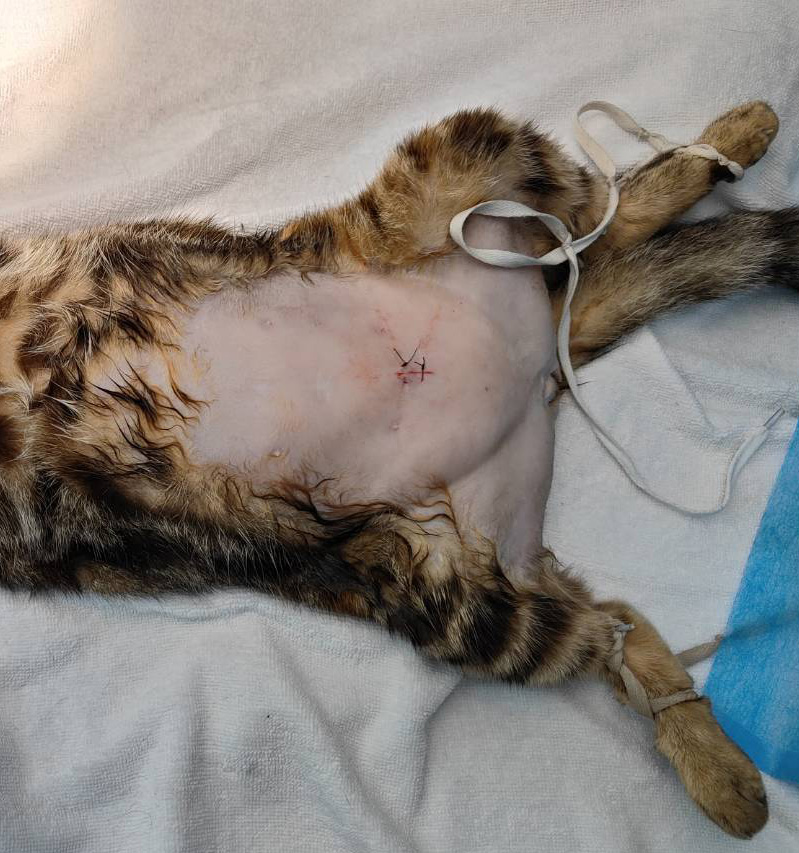 2024/01/29 馬來西亞EmpireVet動物醫院-貓咪內視鏡結石手術的第3張圖片
